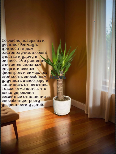 Юкка высота 60см фото 3