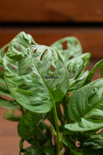 Монстера Адансона фото 5