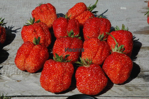 Клубника "Фестивальная", саженец 1 шт фото 2